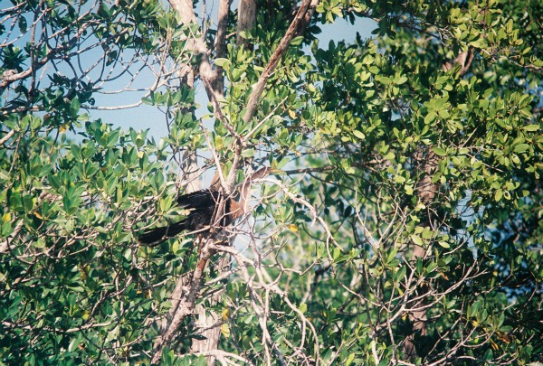 Florida Everglades anhinga