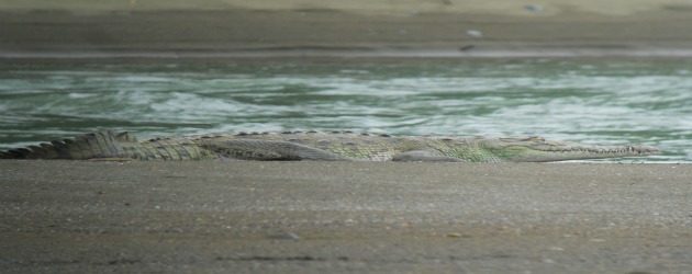 Corcovado crocodile Costa Rica