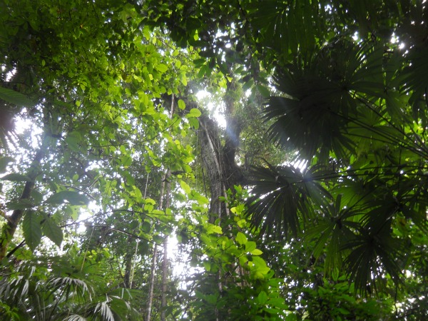 Deep dark Corcovado jungle Costa Rica