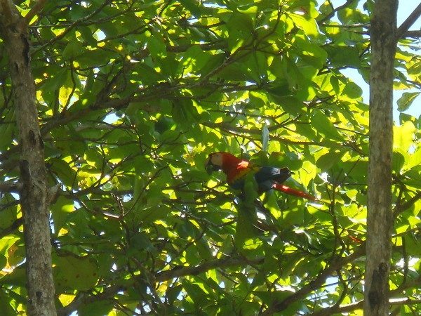 Corcovado Scarlet Macaw