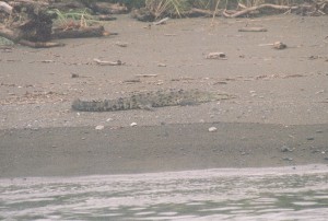 Costa Rica crocodile