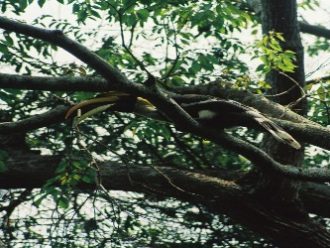 Hornbill Khao Yai National Park