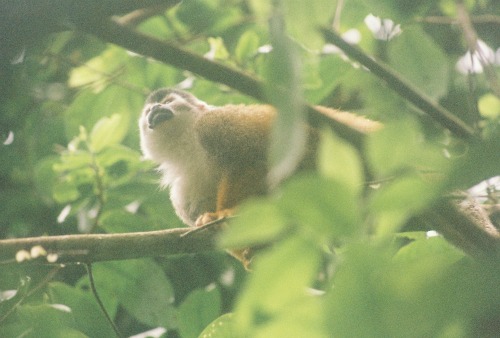 Corcovado Costa Rica squirrel monkey