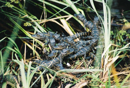 Baby alligators in the Everglades