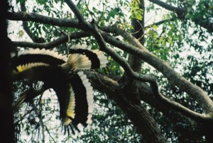 hornbills Khao Yai National Park Thailand things happen in threes