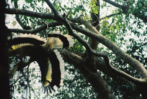 hornbills Khao Yai National Park Thailand