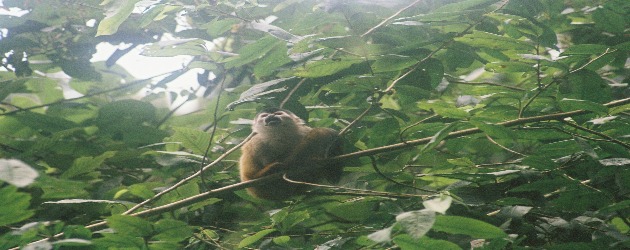Squirrel monkey Corcovado Costa Rica