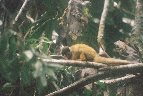 Corcovado Costa Rica squirrel monkey