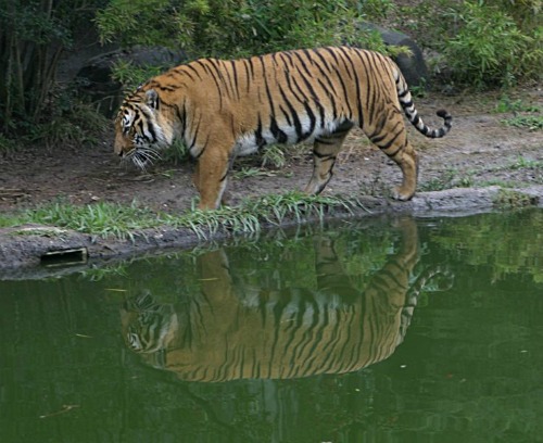Sundarbans Bengal tiger