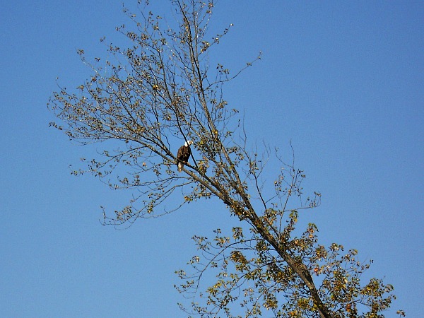 Wisconsin River Bald Eagle