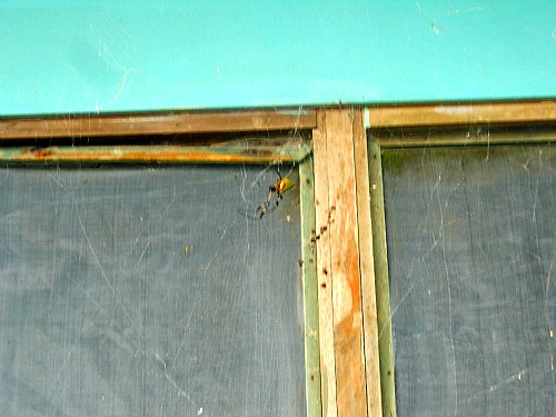 Giant spider Corcovado Costa Rica