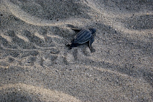Trinidad turtle
