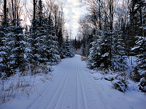 Palmquist Farm snowy pines cross-country ski trail Wisconsin