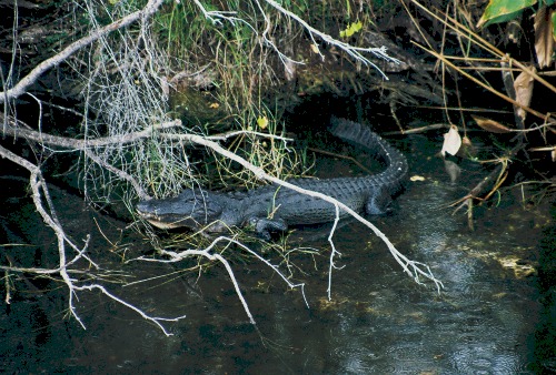 Alligator Florida Everglades
