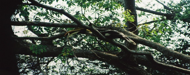 Hornbill Thailand