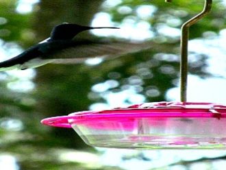 Asa Wright hummingbird Trinidad