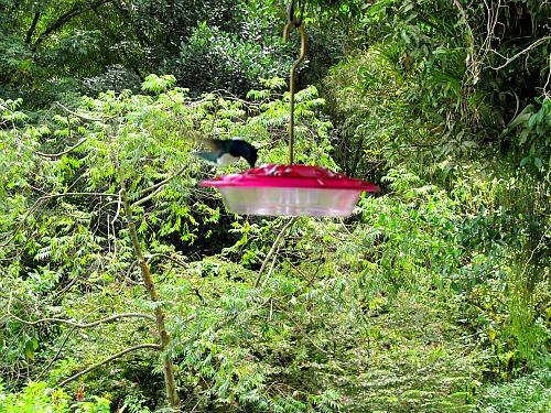 Asa Wright Nature Center hummingbird Trinidad