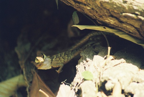 Snake devouring horned lizard
