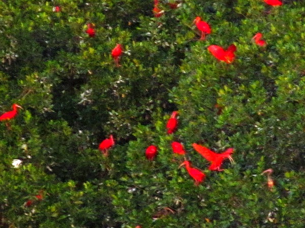 Scarlet ibis Trinidad & Tobago Caroni Swamp