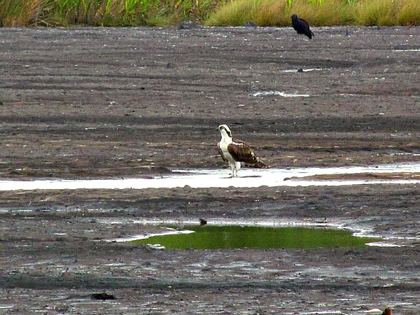 Pitch Lake osprey