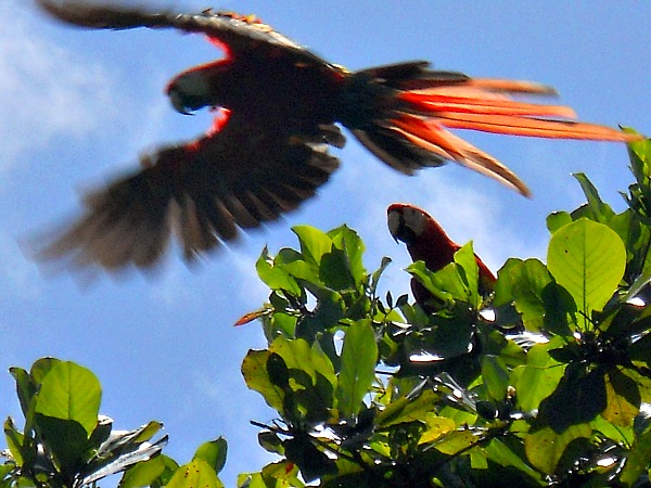 Scarlet Macaw in Carate, Costa Rica