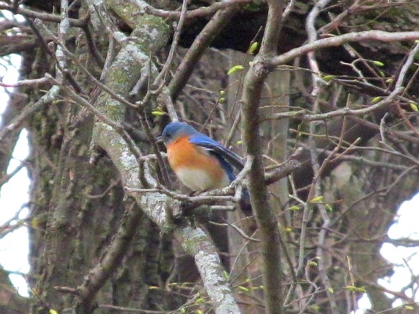 Eastern bluebird Wisconsin