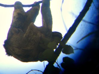 Three-toed sloth Costa Rica