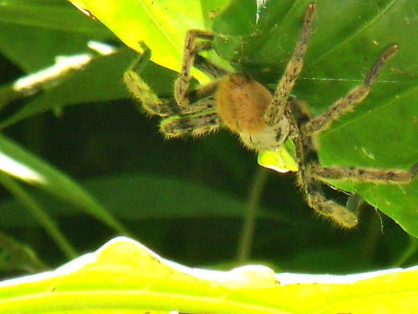 Manuel Antonio National Park Costa Rica tarantula