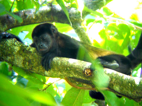 Howler monkey Manuel Antonio National Park Costa Rica
