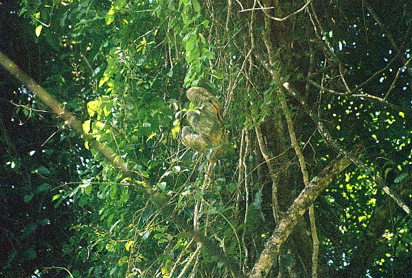 Three-toed sloth Manuel Antonio National Park Costa Rica