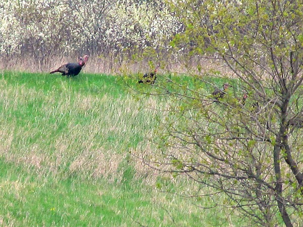 Turkeys in a Wisconsin field