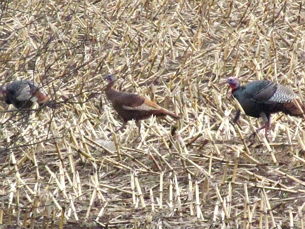Turkeys in Wisconsin field