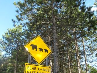 Bear crossing