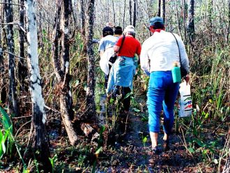 Everglades swamp walk