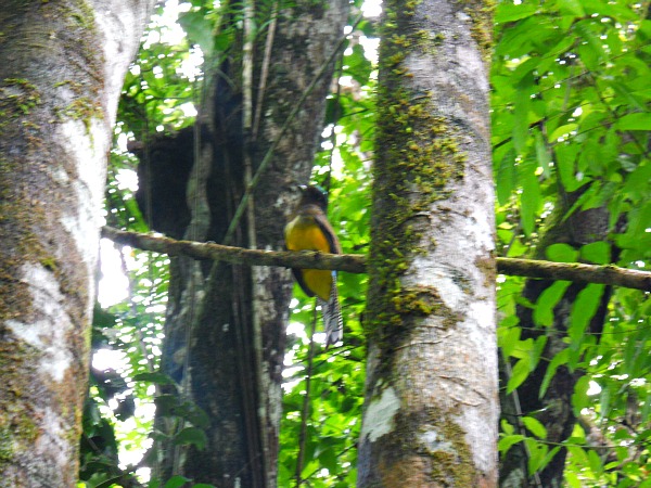 Violaceous trogon Corcovado National Park