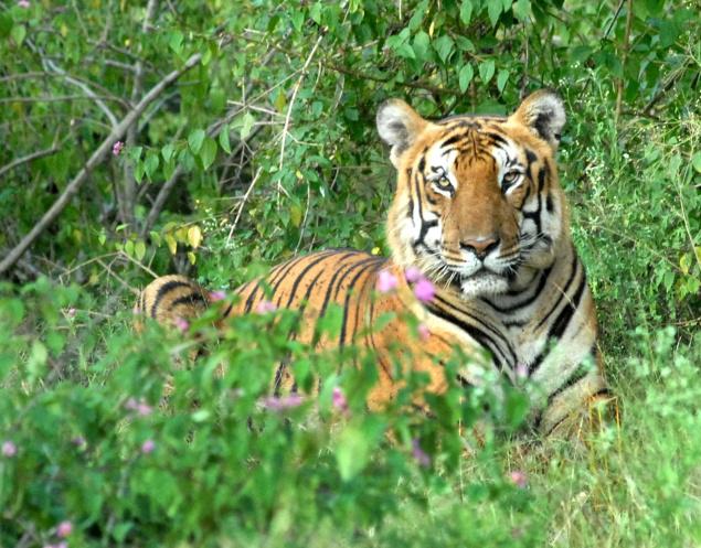 Tiger at Bandipur