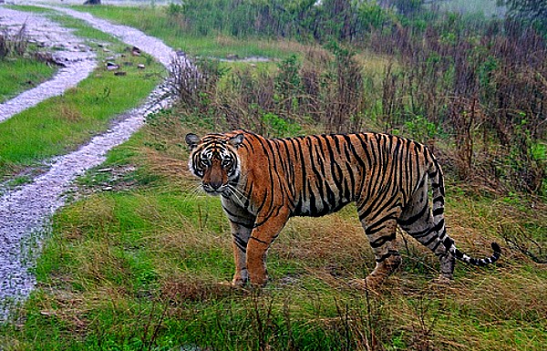 Tiger India National Park
