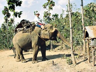 Chiang Mai elephant