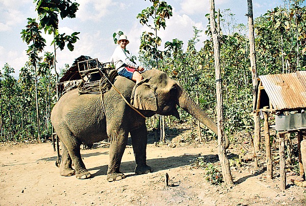 giddy up elephant Chiang Mai