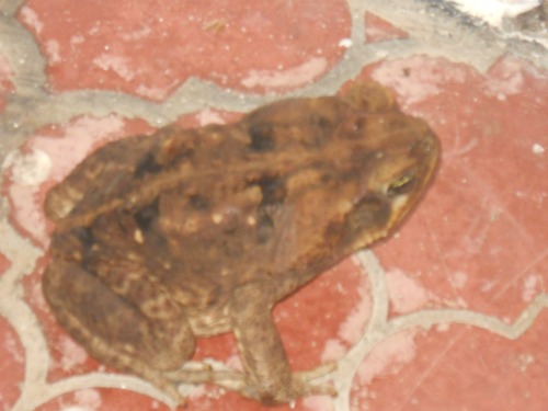 Costa Rica toad
