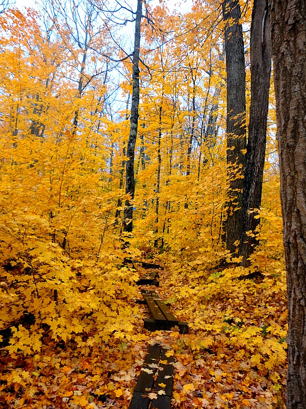 Porcupine Mountains Michigan fall foliage