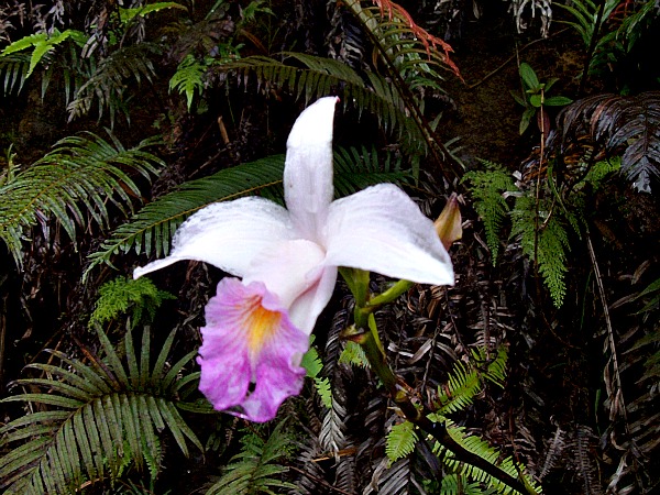 Bach Ma Vietnam orchid
