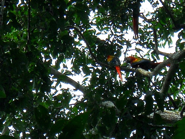 three Scarlet macaws Corcovado