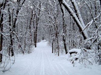 Snowy woods