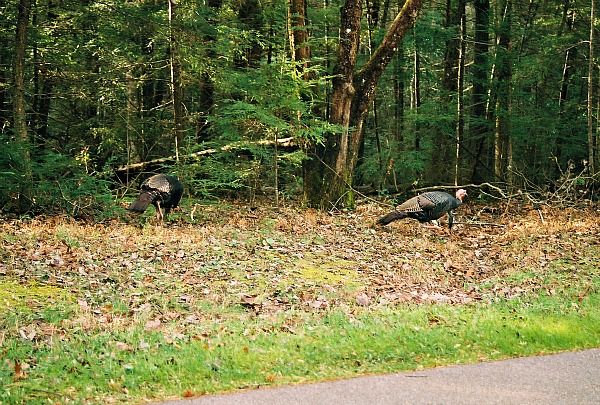 Wild turkeys Great Smoky Mountains