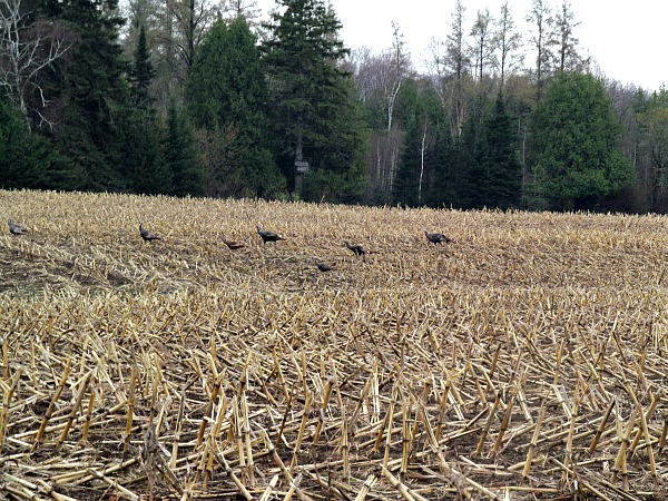 Wisconsin wild turkeys farm field