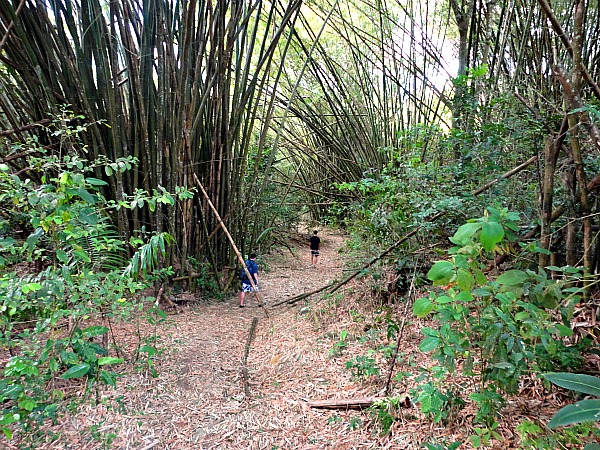 Hiking trail Trinidad & Tobago