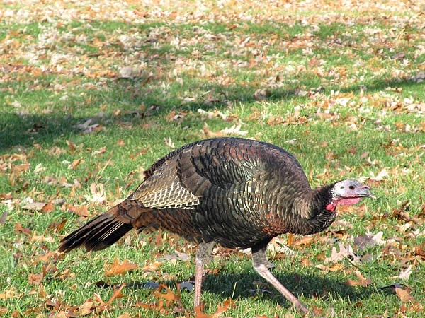 Wild turkey Illinois