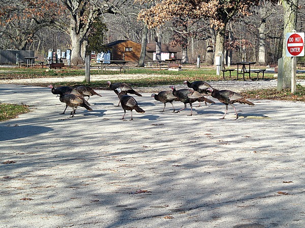 Wild turkeys Illinois Rock Cut State Park