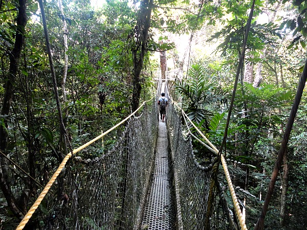 Iwokrama Rainforest Canopy Walkway
